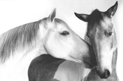 The Nuzzle by Juliett Van Ottren